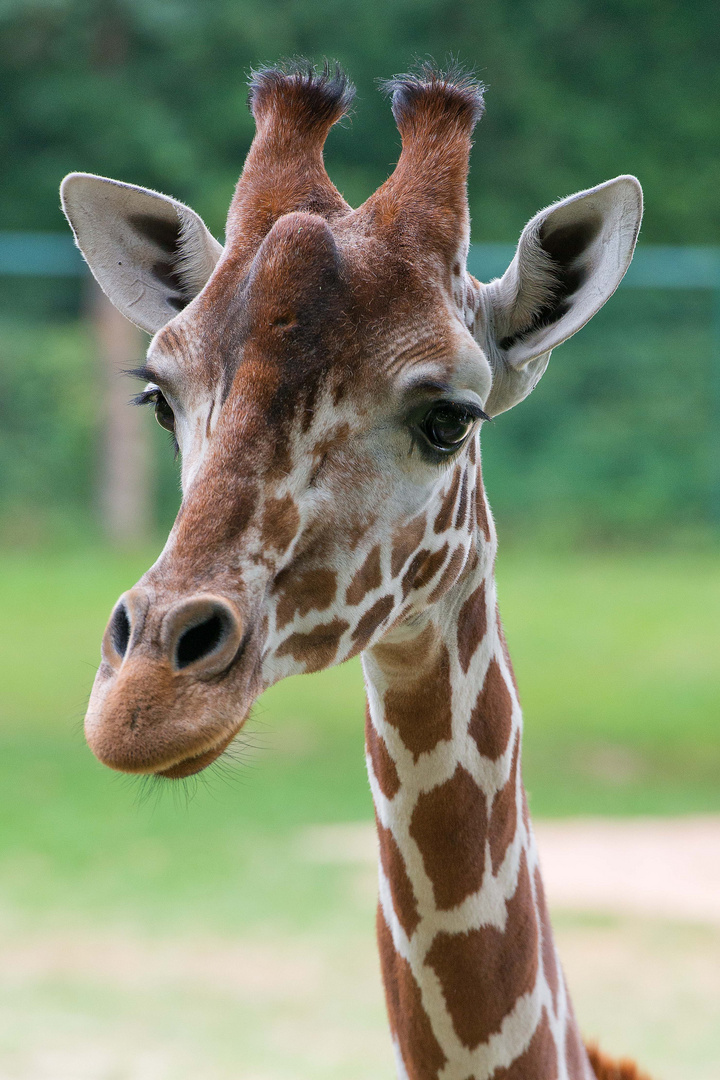 Tierpark Nürnberg