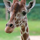 Tierpark Nürnberg