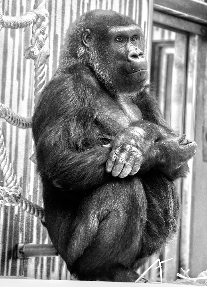 Tierpark Nürnberg: Bei den Affen....