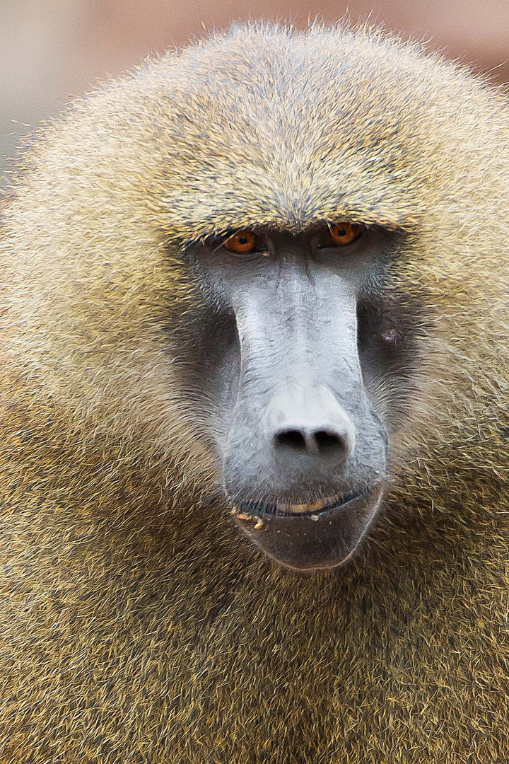 Tierpark Nürnberg