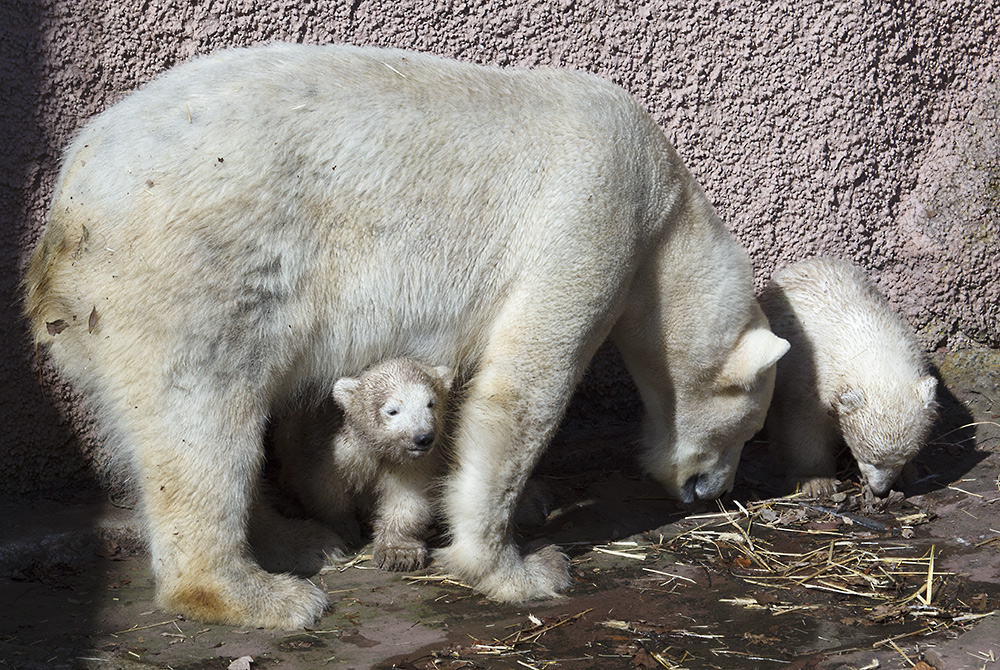 Tierpark Nürnberg: Nachwuchs bei den Eisbären