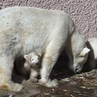 Tierpark Nürnberg: Nachwuchs bei den Eisbären