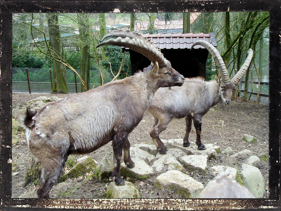 Tierpark Olderdissen