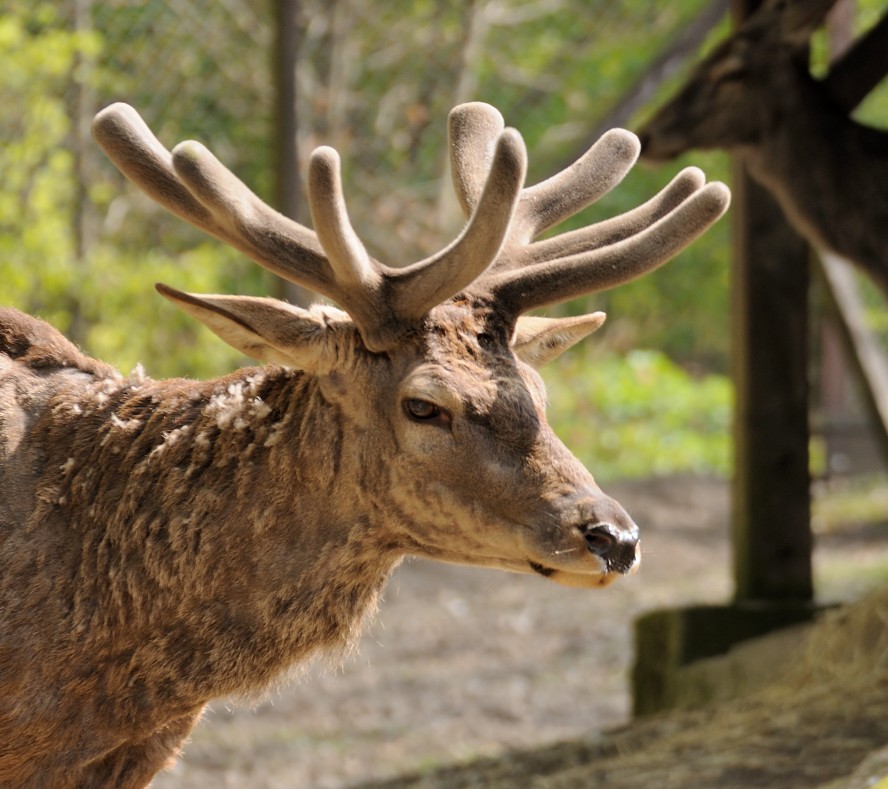 Tierpark Olderdissen 2, Bielefeld