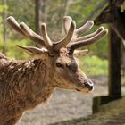 Tierpark Olderdissen 2, Bielefeld