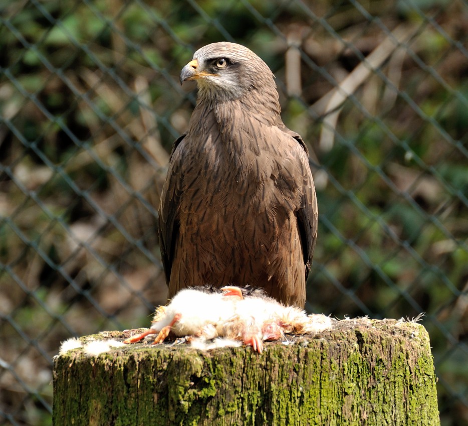 Tierpark Olderdissen 3, Bielefeld