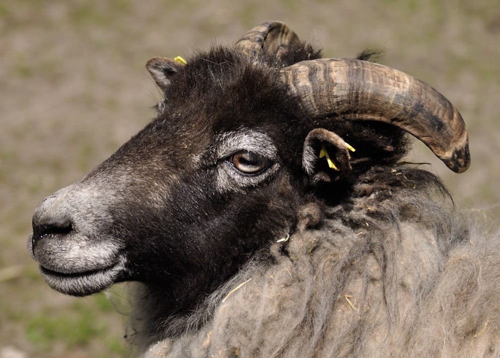 Tierpark Olderdissen, Bielefeld