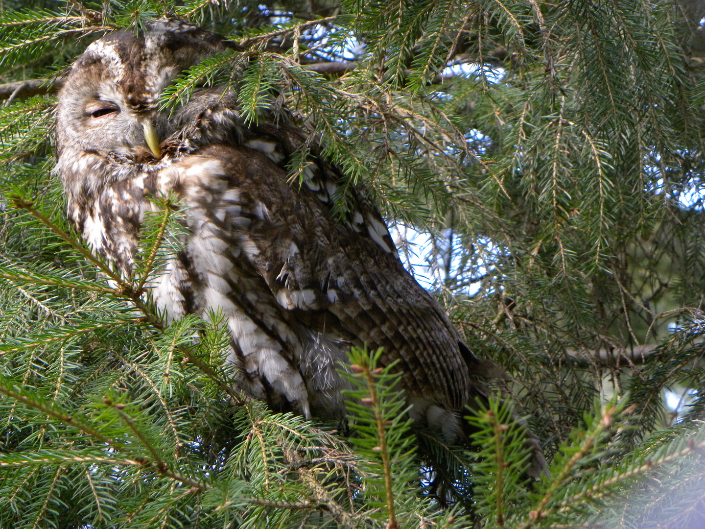 Tierpark Olderdissen