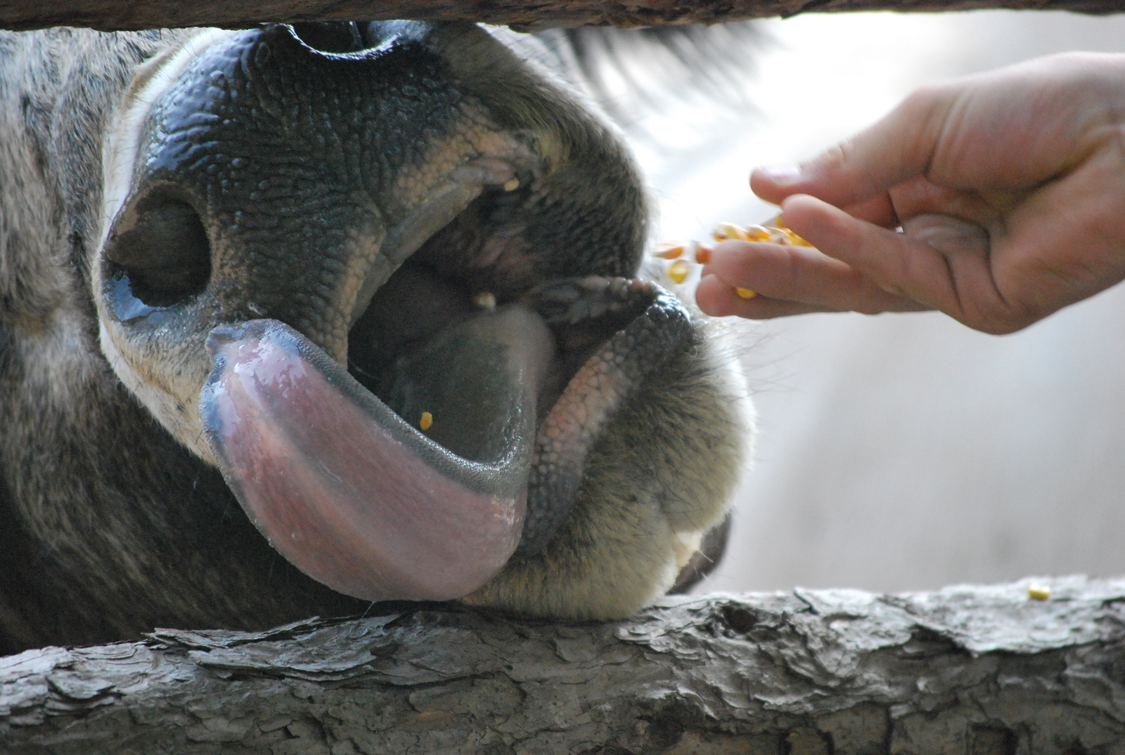 Tierpark Pamhagen