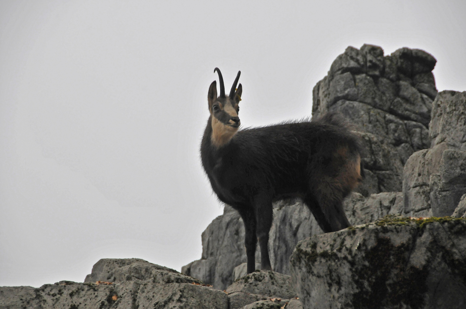 Tierpark Peter und Paul, St. Gallen