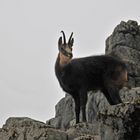 Tierpark Peter und Paul, St. Gallen