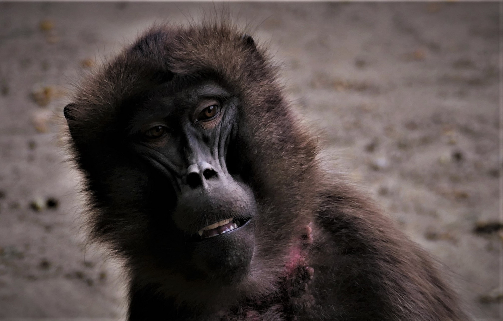 Tierpark Porträt...