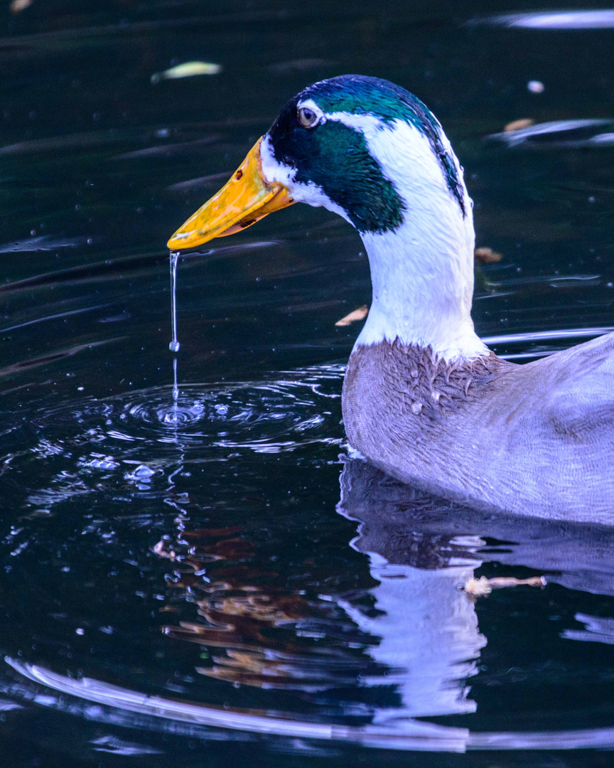 Tierpark Quadrath