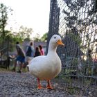 Tierpark Ravensburg