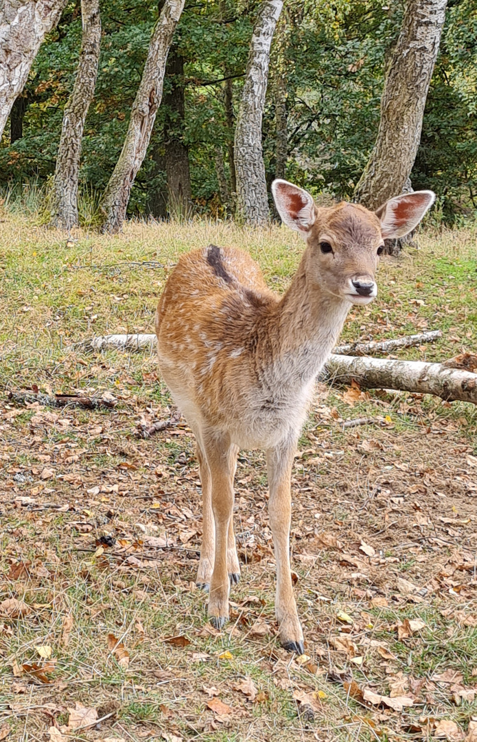 Tierpark Rheinböllen