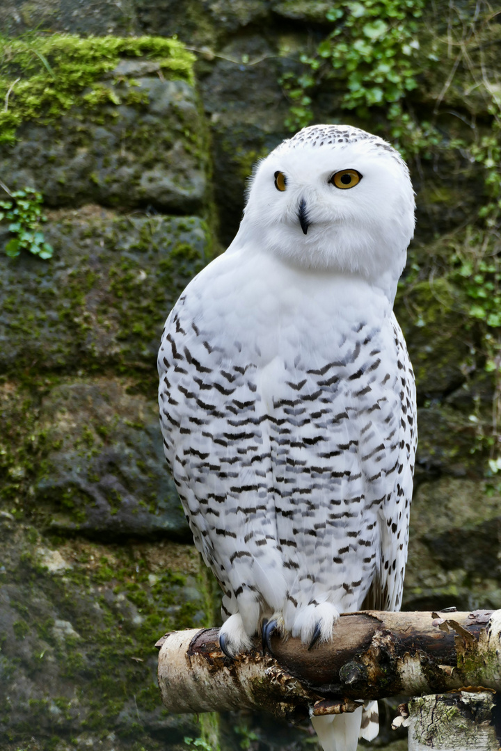 Tierpark Riesa