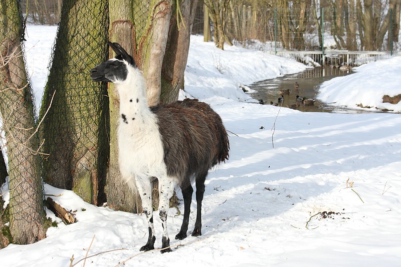 Tierpark Röhrensee