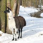 Tierpark Röhrensee