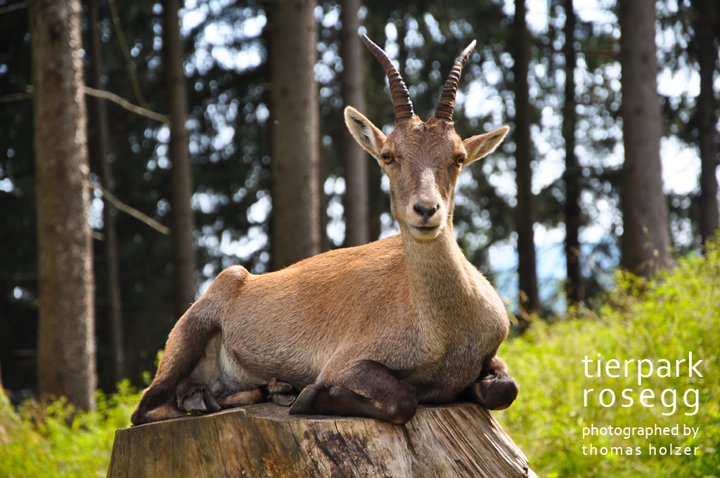 Tierpark Rosegg