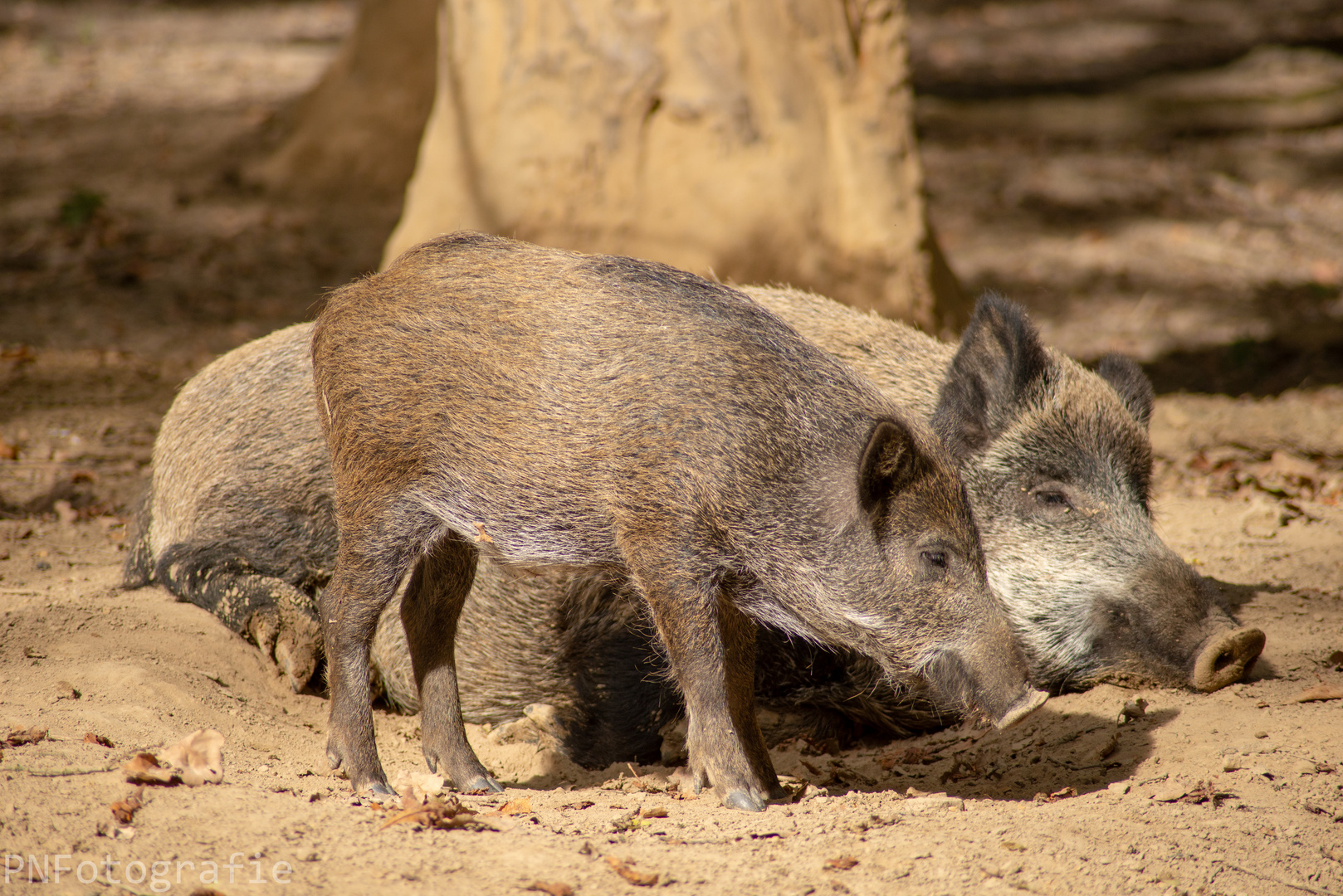 Tierpark Sababurg