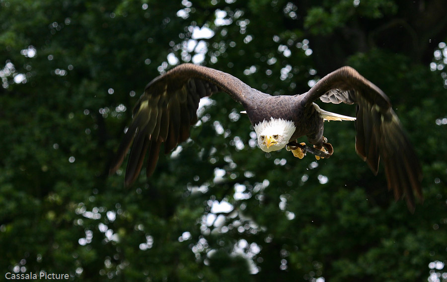 Tierpark Sababurg