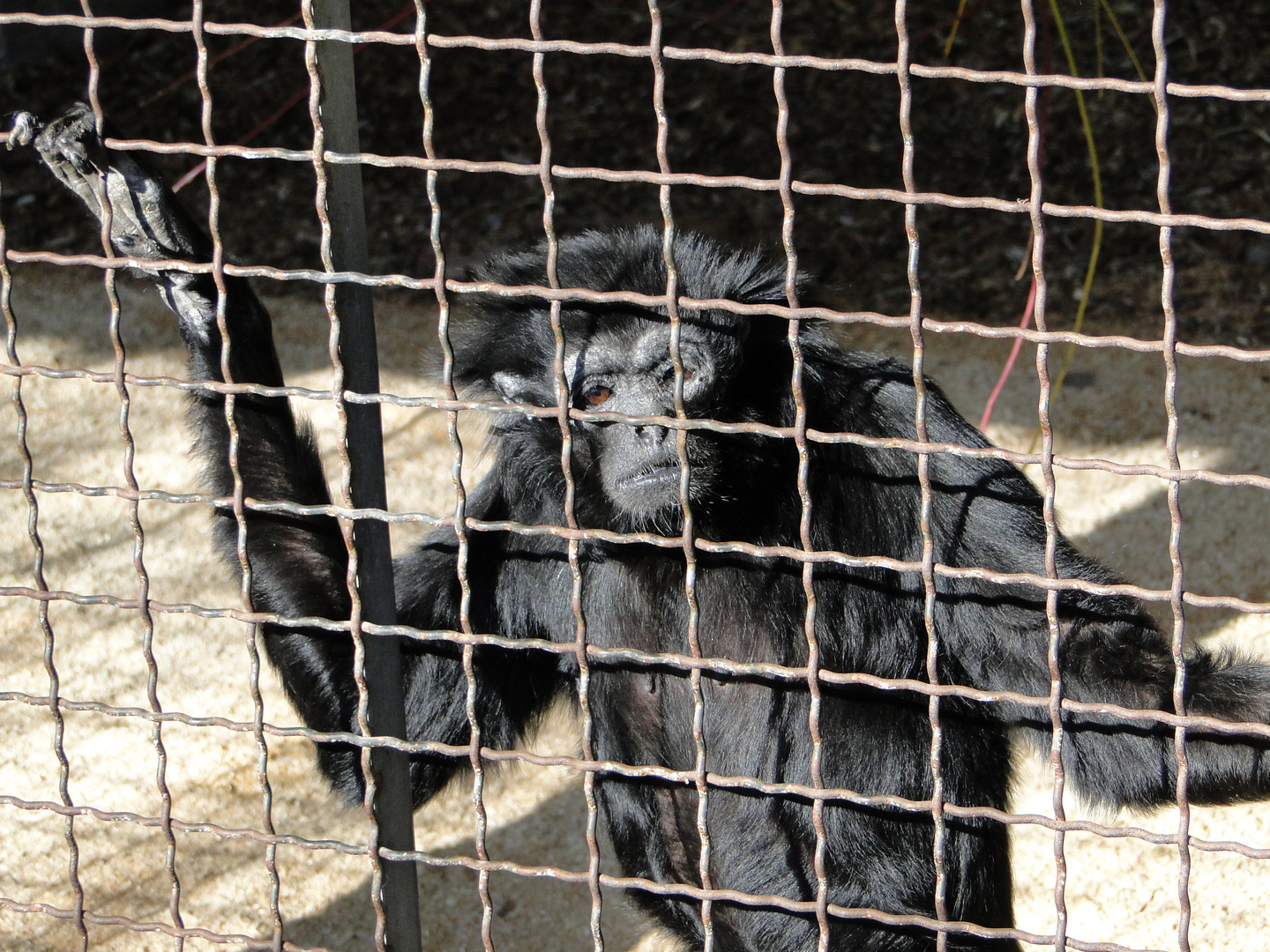 Tierpark Sababurg: 33 Jahre alte Affendame hinter Gittern