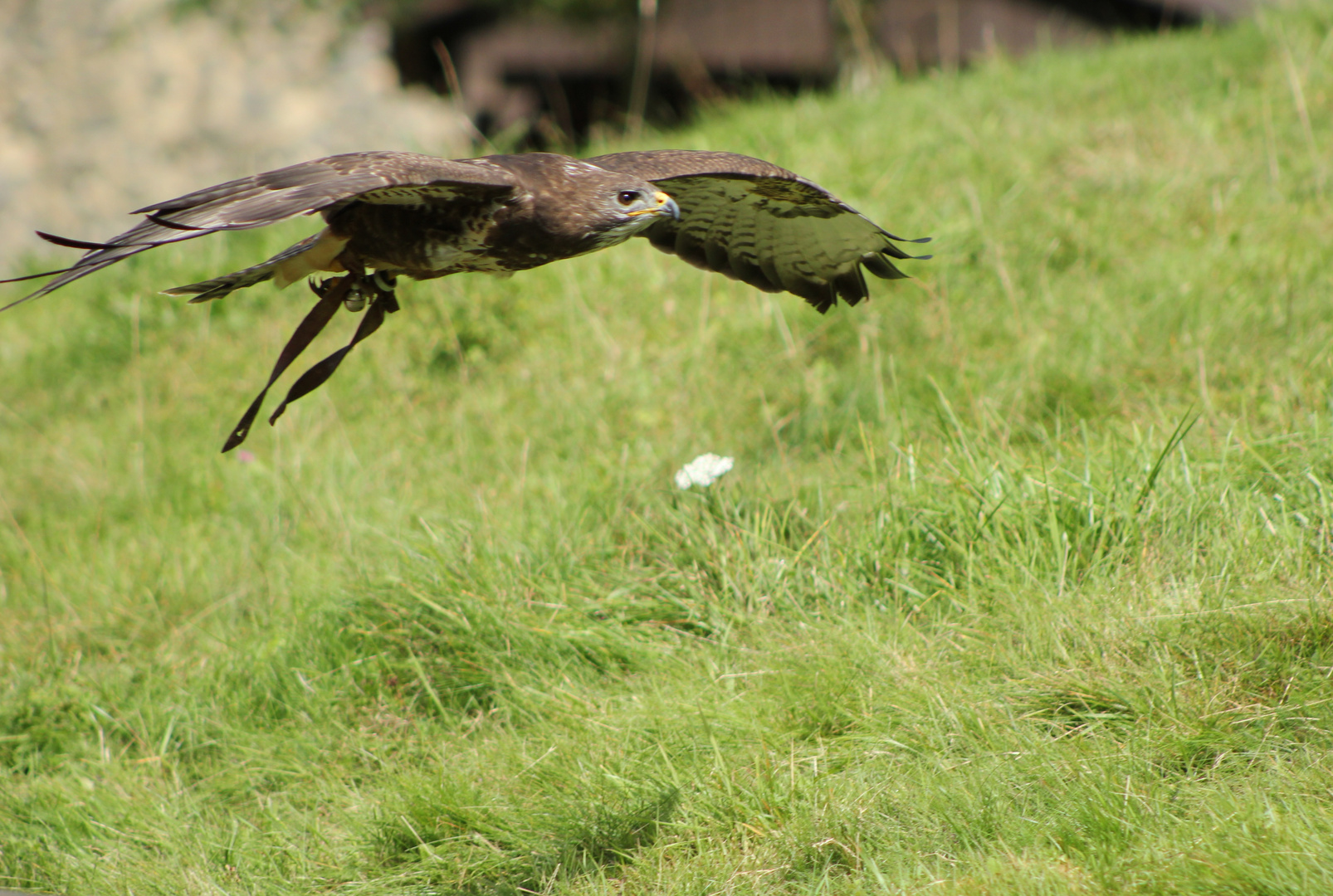 Tierpark Sababurg