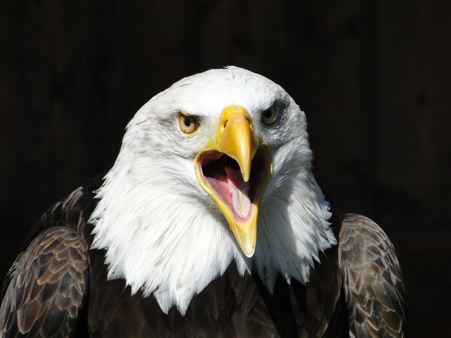 Tierpark Sababurg: Amerikanischer Seeadler - Portrait