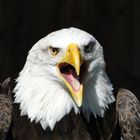 Tierpark Sababurg: Amerikanischer Seeadler - Portrait