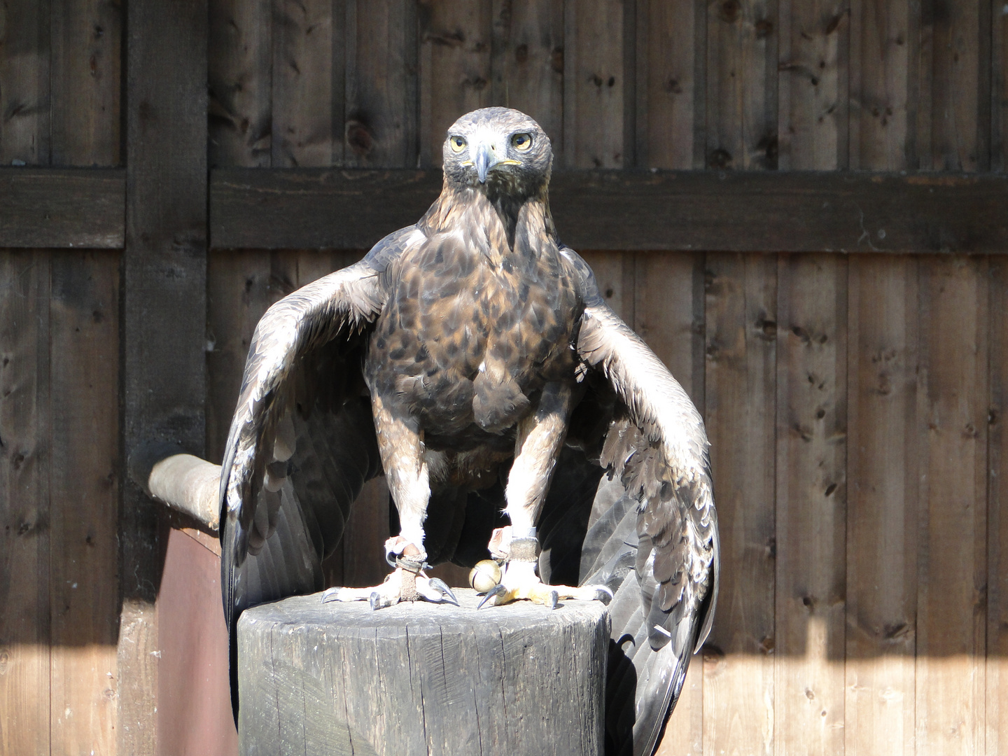 Tierpark Sababurg: Bulgarischer Steinadler