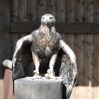 Tierpark Sababurg: Bulgarischer Steinadler