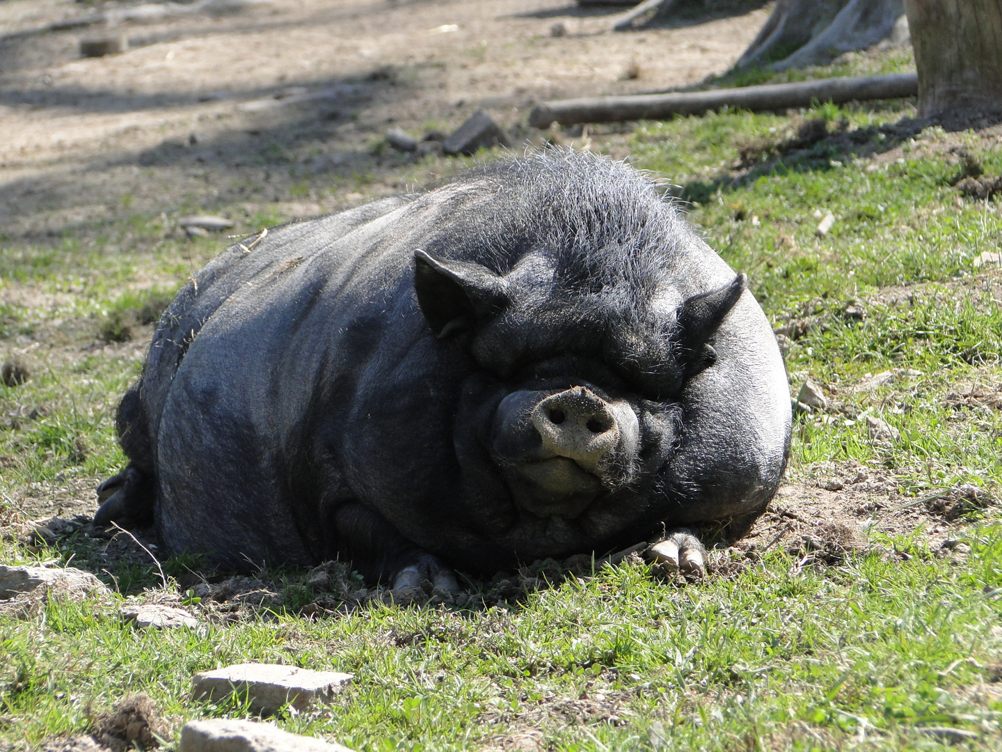 Tierpark Sababurg: Das schlafende Hängebauchschwein