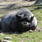 Tierpark Sababurg: Das schlafende Hängebauchschwein