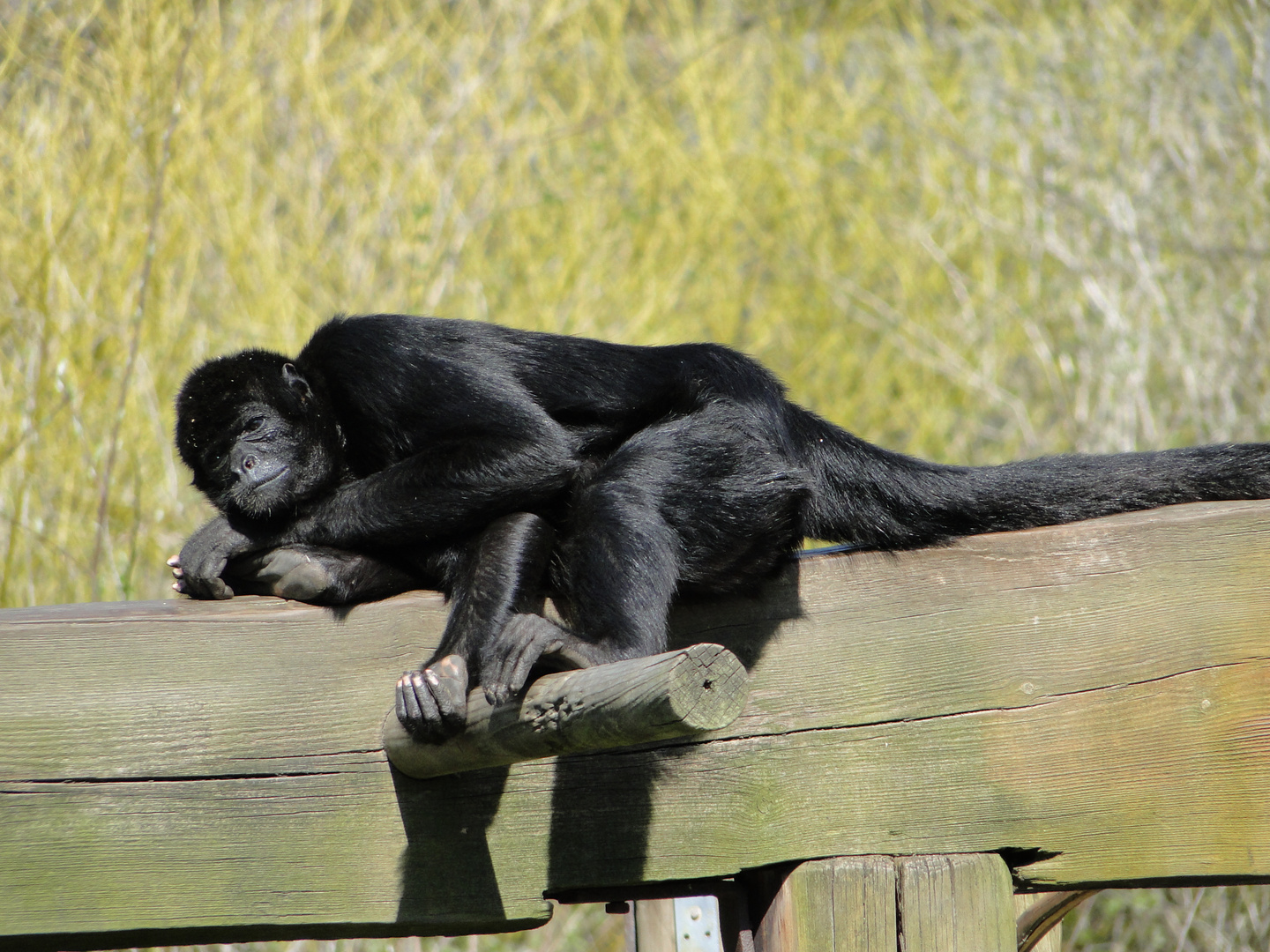 Tierpark Sababurg: Der Affe in der Mittagssonne