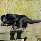 Tierpark Sababurg: Der Affe in der Mittagssonne