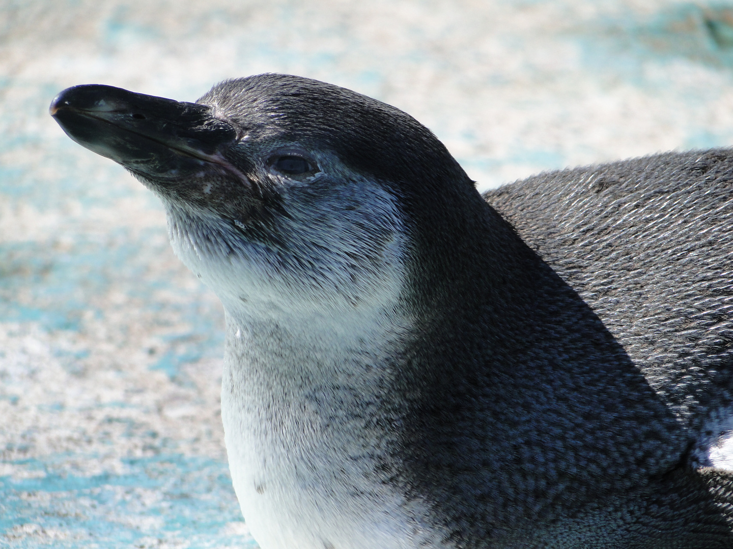 Tierpark Sababurg: Der Pinguin