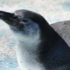 Tierpark Sababurg: Der Pinguin