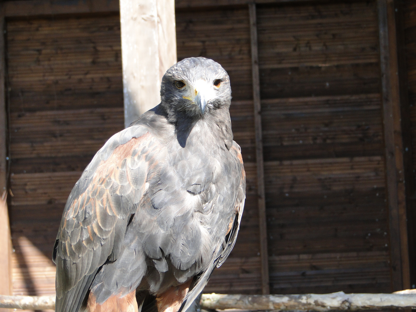 Tierpark Sababurg: Der Steinadler