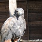 Tierpark Sababurg: Der Steinadler