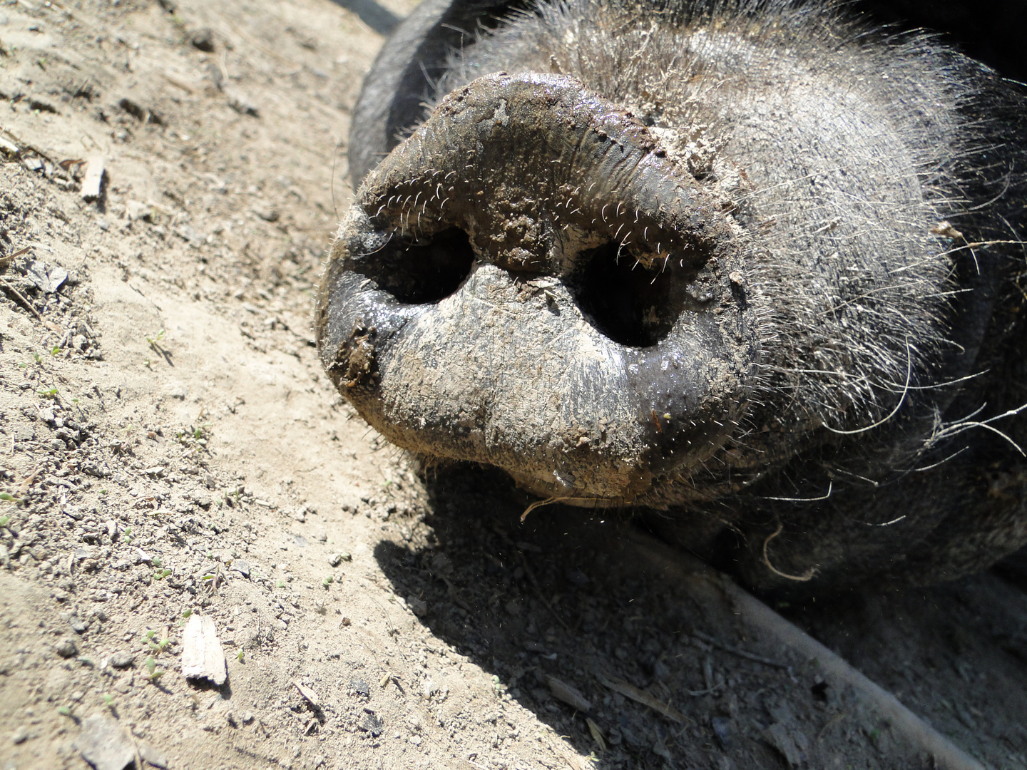 Tierpark Sababurg: Die Hängebauchschweinsteckdose