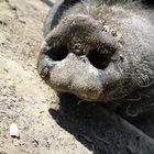 Tierpark Sababurg: Die Hängebauchschweinsteckdose
