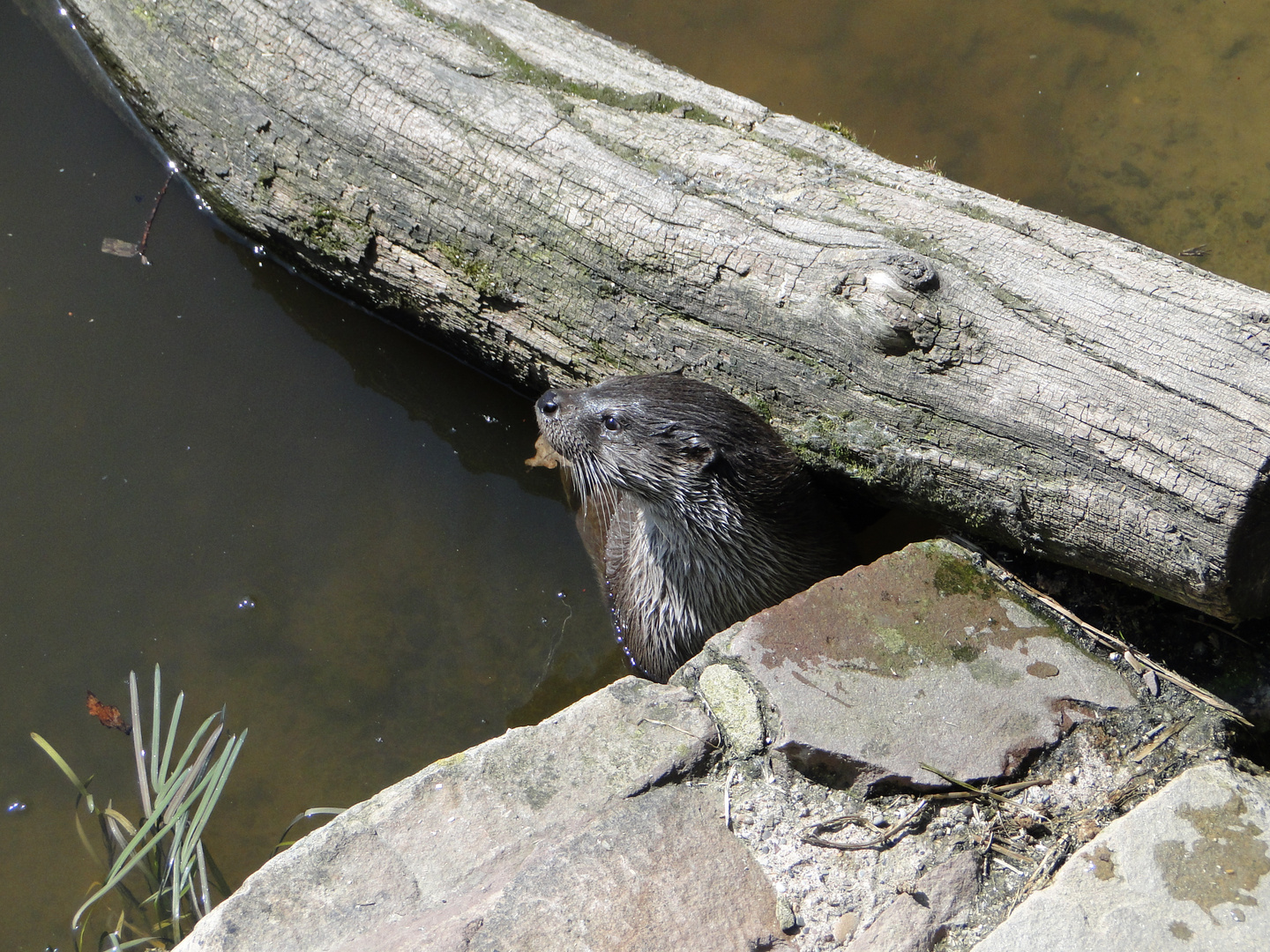 Tierpark Sababurg: Die junge Fischotterdame