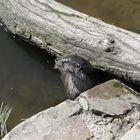 Tierpark Sababurg: Die junge Fischotterdame