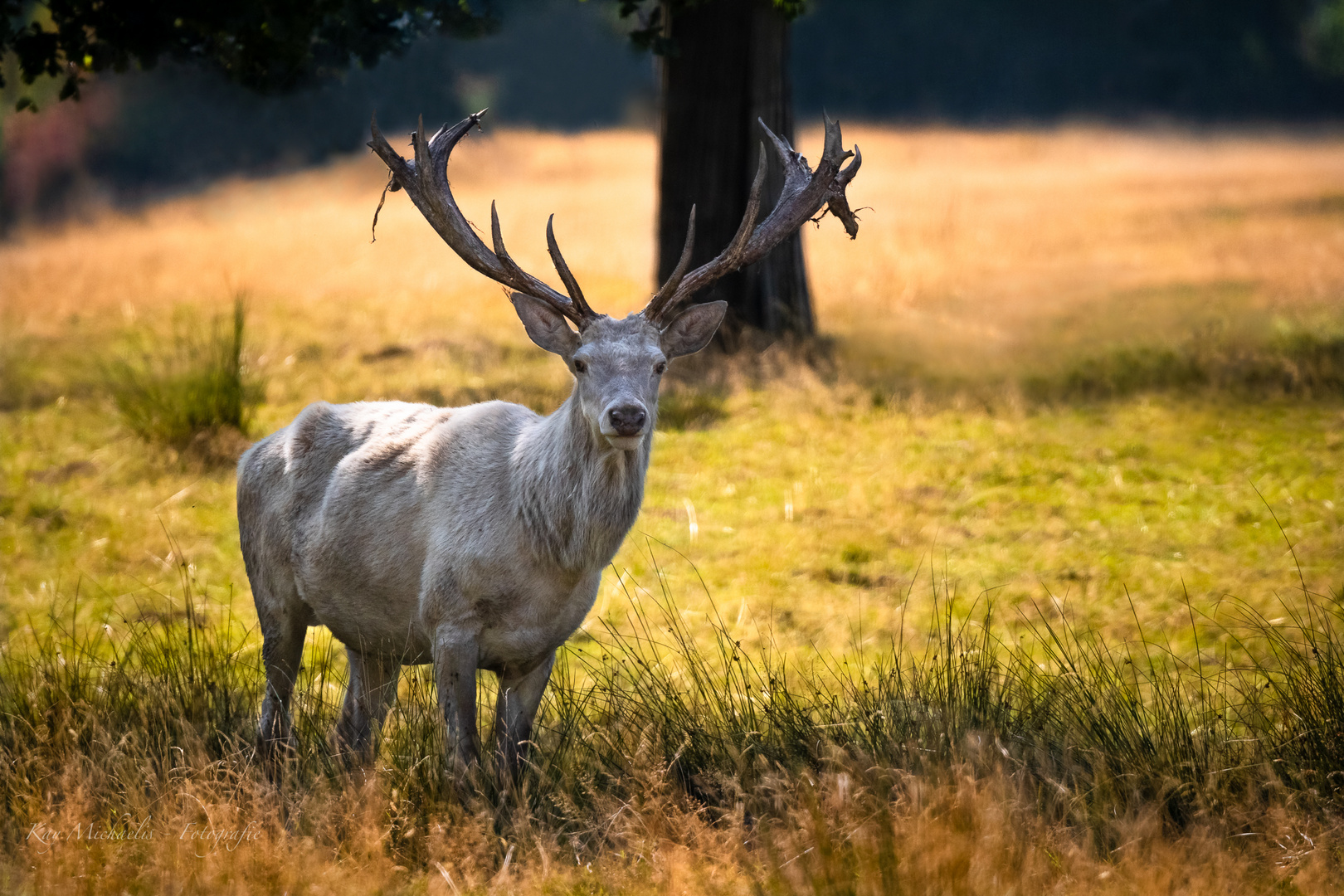 Tierpark Sababurg