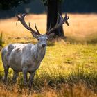 Tierpark Sababurg