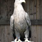 Tierpark Sababurg: Europäischer Seeadler