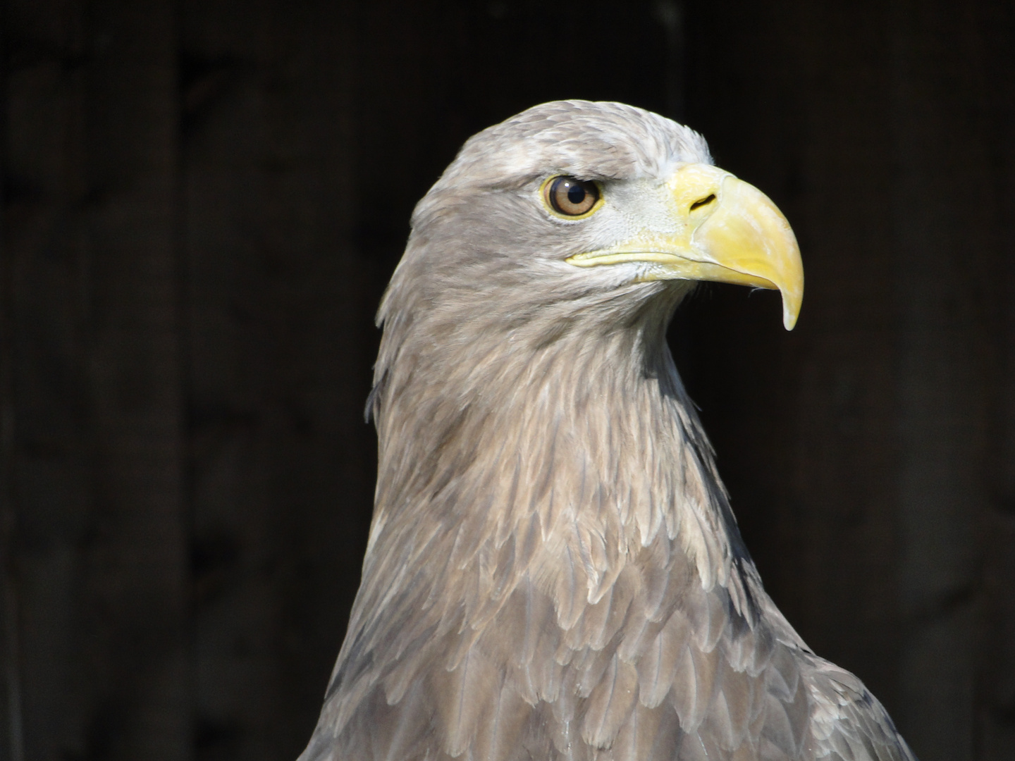 Tierpark Sababurg: Europäischer Seeadler - Portrait