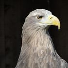Tierpark Sababurg: Europäischer Seeadler - Portrait