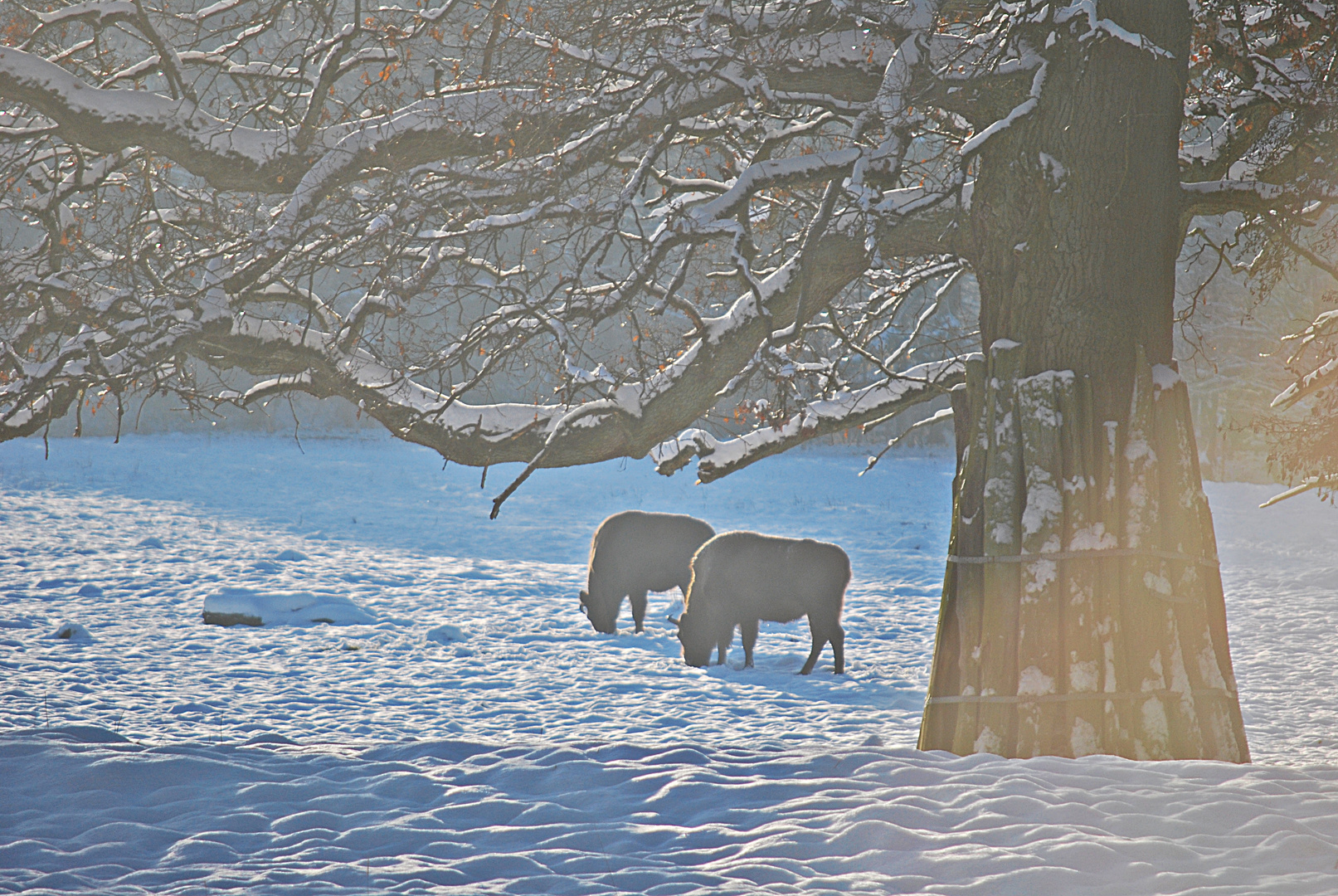 Tierpark Sababurg...