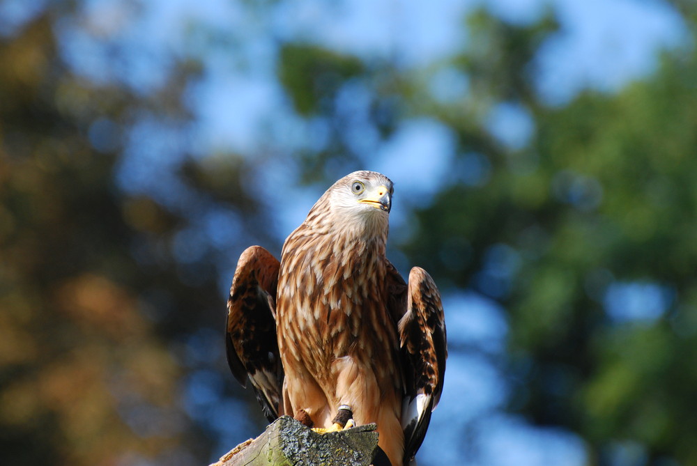 Tierpark Sababurg